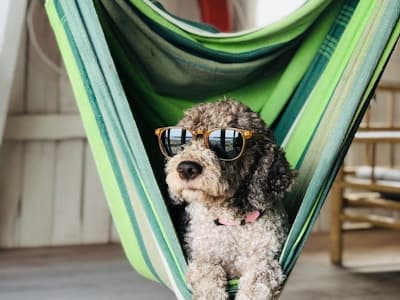 関節サポート プレミアム